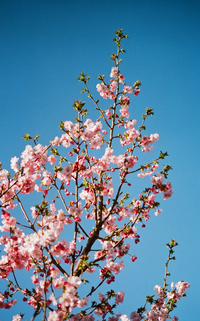 arbreenfleurs.jpg
