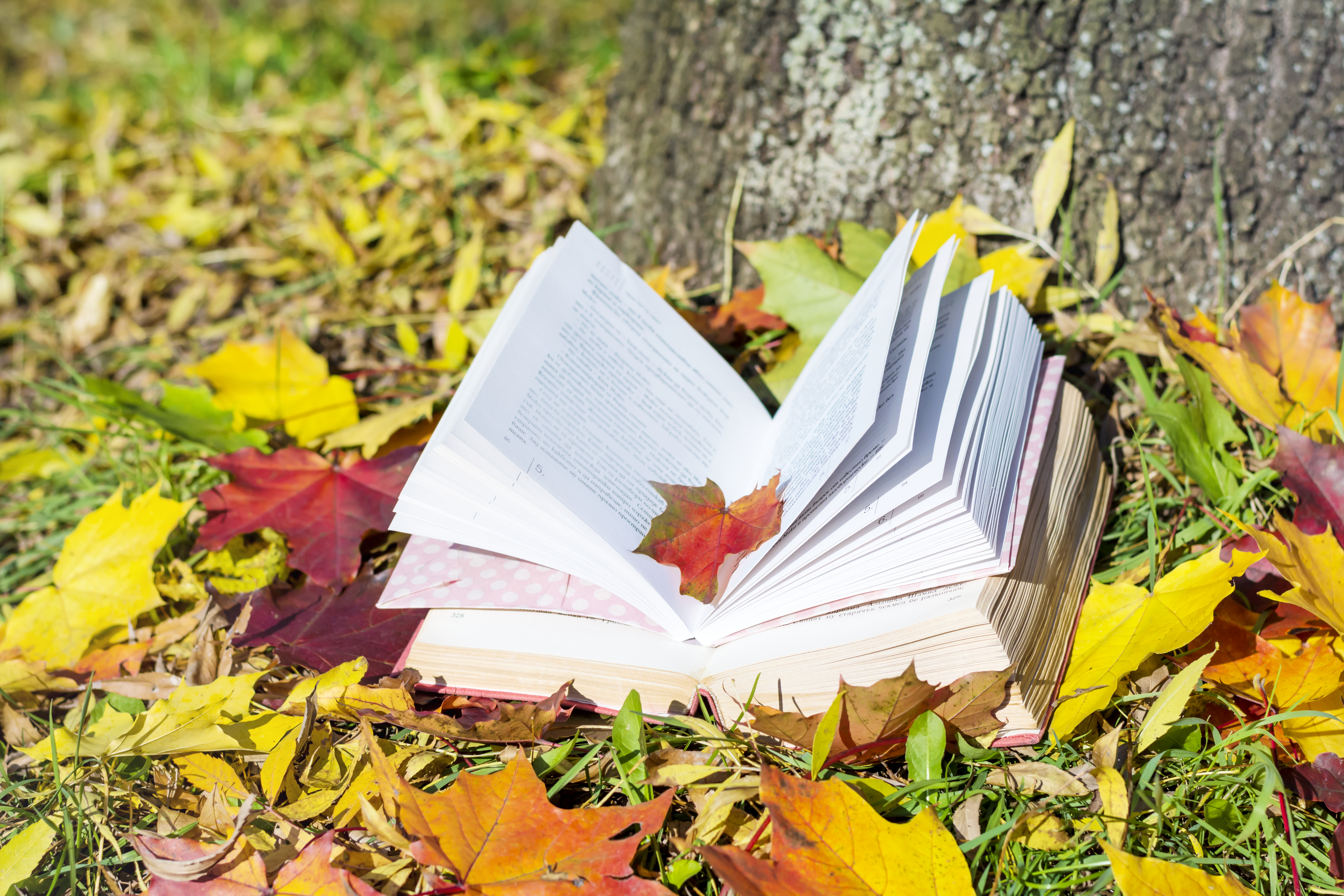 livres-ouverts-avec-des-feuilles-autour.jpg